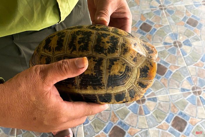 Qua kiểm tra ban đầu, cá thể rùa núi vàng có sức khỏe ổn định, trọng lượng 2 kg, thuộc danh mục động vật rừng nguy cấp, quý hiếm nhóm IIB. Ngay sau khi tiếp nhận, Công an xã Cẩm Duệ đã phối hợp với Đội Bảo vệ rừng số 1 - Ban Quản lý Khu bảo tồn thiên nhiên Kẻ Gỗ tiến hành các thủ tục để thả về môi trường tự nhiên.