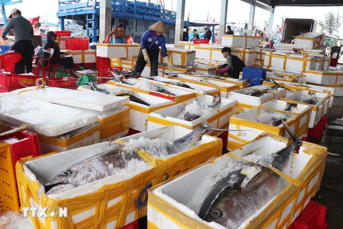 Ngư dân Quảng Ngãi đã thu hái đậm lộc biển trở về cảng cá Tịnh Hòa. (Ảnh: Phạm Cường/TTXVN)