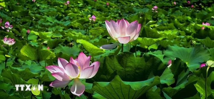 Hoa sen khoe sắc tại Đông Hồ, Vũ Hán, tỉnh Hồ Bắc, Trung Quốc, ngày 8/8/2026. (Ảnh: THX/TTXVN phát)