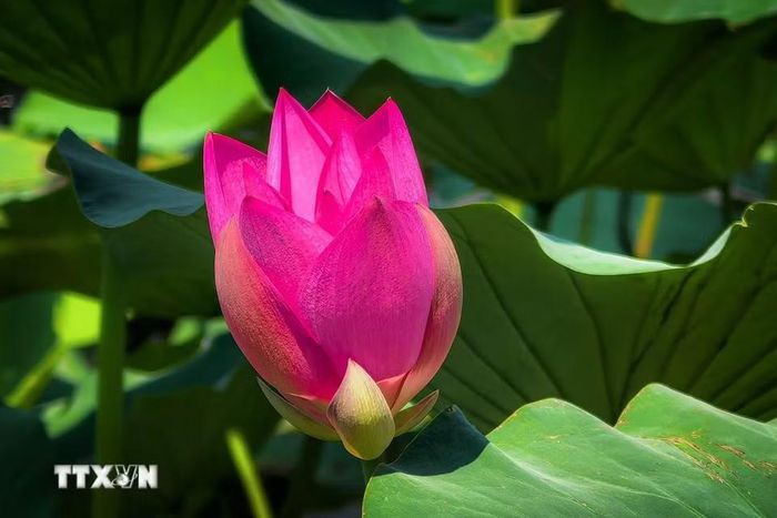 Hoa sen khoe sắc tại Đông Hồ, Vũ Hán, tỉnh Hồ Bắc, Trung Quốc, ngày 8/8/2026. (Ảnh: THX/TTXVN phát)