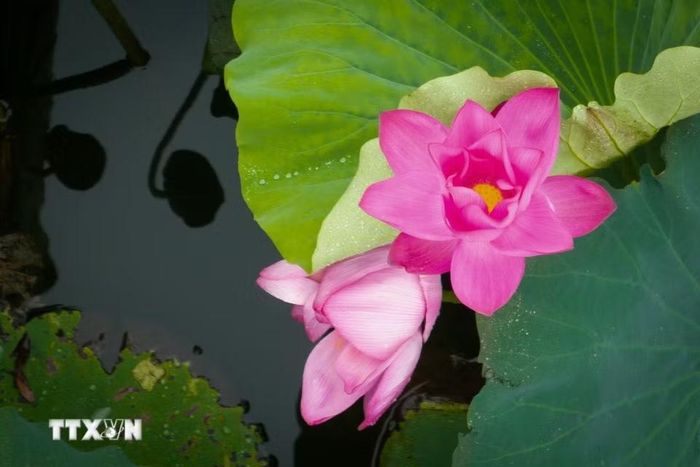 Hoa sen khoe sắc tại Đông Hồ, Vũ Hán, tỉnh Hồ Bắc, Trung Quốc, ngày 11/8/2026. (Ảnh: THX/TTXVN phát)