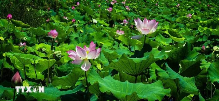 Hoa sen khoe sắc tại Đông Hồ, Vũ Hán, tỉnh Hồ Bắc, Trung Quốc, ngày 8/8/2026. (Ảnh: THX/TTXVN phát)