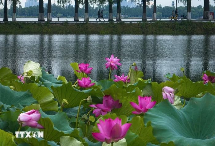 Hoa sen khoe sắc tại Đông Hồ, Vũ Hán, tỉnh Hồ Bắc, Trung Quốc, ngày 8/8/2026. (Ảnh: THX/TTXVN phát)