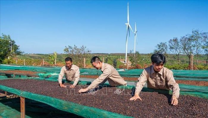 New Zealand là thị trường xuất khẩu nhiều tiềm năng của Việt Nam. Trong ảnh: Quy trình sản xuất cà phê tại Công ty TNHH MTV cà phê Ngon Avatar Gia Lai, đáp ứng yêu cầu xuất khẩu chính ngạch sang thị trường New Zealand, Nhật Bản, Hàn Quốc, Australia và một số nước châu Âu. Ảnh: Hoài Nam/TTXVN