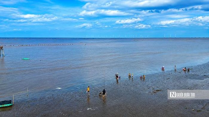 Chiếc cào được kéo đều trên mặt bãi để làm lộ những con nghêu nằm dưới lớp cát. Sau mỗi lượt cào, du khách nhanh tay nhặt những con nghêu vừa được tìm thấy và cho vào sọt.