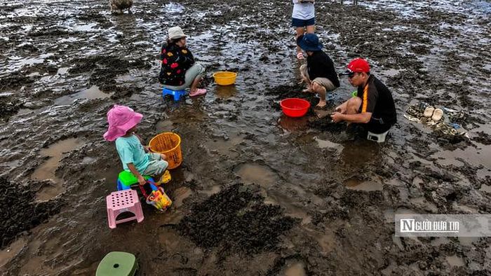 Du khách, đặc biệt là các em nhỏ, thích thú trải nghiệm cào nghêu, tự tay khám phá những sản vật giữa bãi triều biển Tân Thành.