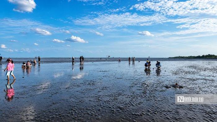 Khi thủy triều rút, du khách lội xuống bãi triều, tìm những khu vực có nghêu ẩn dưới lớp bùn cát.