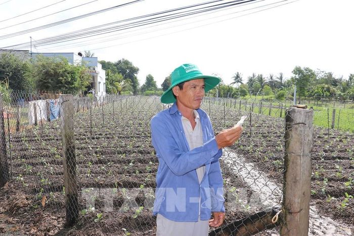 Nông dân ở xã Tân Điền, tỉnh Đồng Tháp điều khiển hệ thống tưới thông minh trong chăm sóc rau an toàn. Ảnh: Hữu Chí - TTXVN