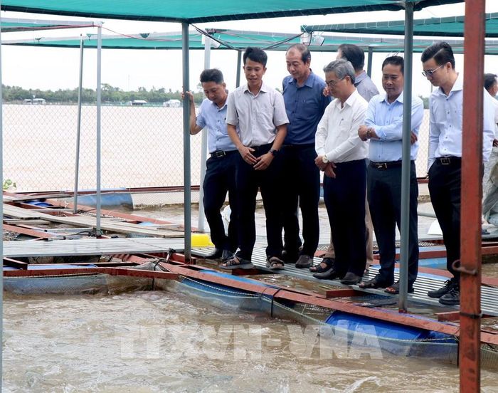 Đoàn khảo sát vùng nuôi thủy sản lồng bè tại xã An Bình. Ảnh: Lê Thúy Hằng – TTXVN