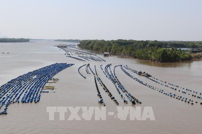 Mô hình nuôi hàu tại phường Trường Long Hòa, tỉnh Vĩnh Long. Ảnh: Phúc Sơn – TTXVN