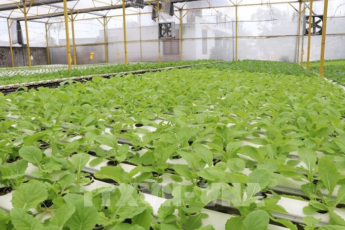 Mô hình trồng rau thủy canh của Công ty TNHH Green Farm, phường Nguyệt Hóa, tỉnh Vĩnh Long. Ảnh: Phúc Sơn – TTXVN