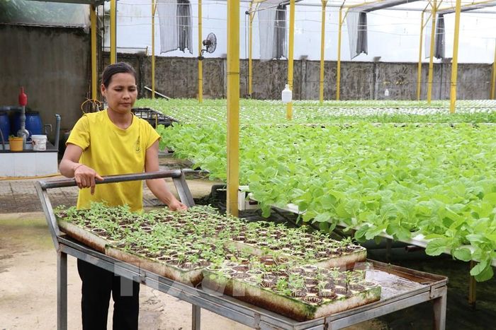 Mô hình trồng rau thủy canh của Công ty TNHH Green Farm, phường Nguyệt Hóa, tỉnh Vĩnh Long. Ảnh: Phúc Sơn – TTXVN