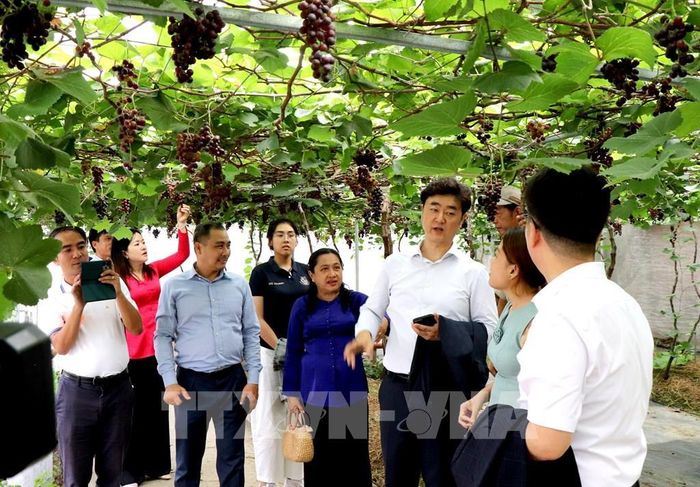 Khách tham quan mô hình trồng nho trong nhà kính ở xã An Bình, tỉnh Vĩnh Long. Ảnh: Phúc Sơn – TTXVN