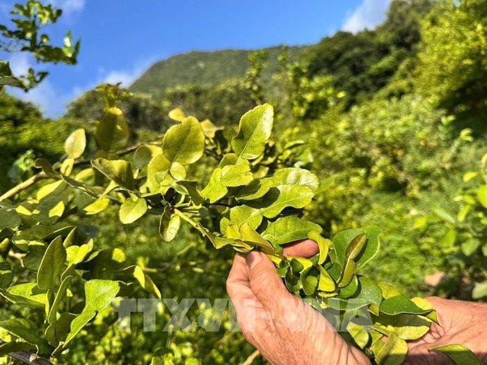 Lá chúc có mùi thơm đặc trưng, được sử dụng phổ biến trong chế biến các món ăn, góp phần tạo hương vị riêng cho ẩm thực vùng Bảy Núi (An Giang). Ảnh: Thanh Sang - TTXVN 