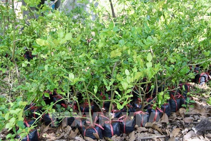 Cây chúc giống được chiếc từ cành bán với giá giao động từ 25.000 - 50.000 đồng tạo thêm nguồn thu cho người trồng. Ảnh: Thanh Sang - TTXVN