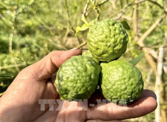 Chúc, còn gọi là chanh Thái, là loại cây thân gỗ nổi bật với lá kép, vỏ quả xù xì và mùi thơm nồng rất đặc trưng. Ảnh: Thanh Sang - TTXVN