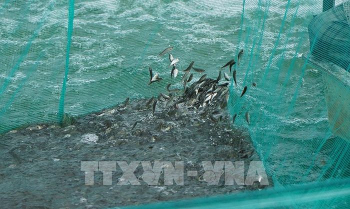 Cá linh nuôi thương phẩm có giá hơn 120.000 đồng/kg. Ảnh: Nhựt An - TTXVN