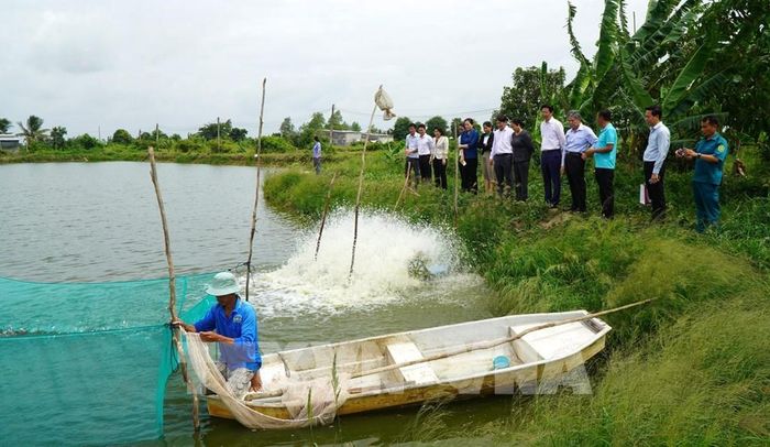 Lãnh đạo tỉnh Đồng Tháp đến thăm mô hình nuôi cá linh của người dân ở khu phố Hòa Dân, phường Mỹ Trà. Ảnh: Nhựt An - TTXVN