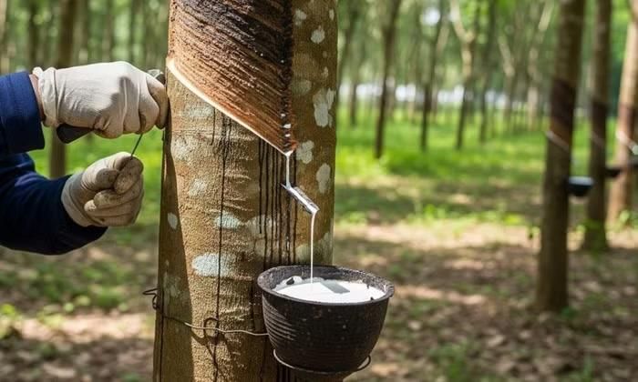 Giá cao su trong nước tiếp tục ổn định