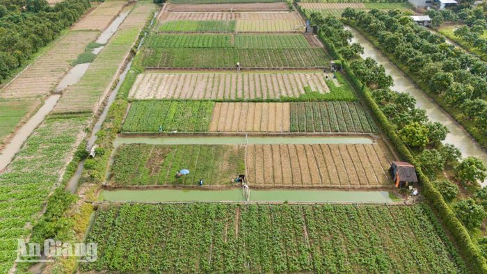 Người dân đẩy mạnh chuyển đổi cơ cấu cây trồng, phát triển các vùng chuyên canh rau màu nhằm tăng năng suất và giá trị kinh tế.