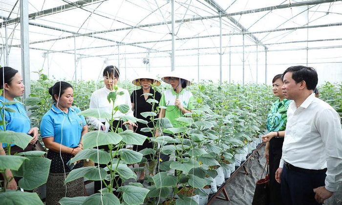  Đoàn công tác của Hội Liên hiệp Phụ nữ tỉnh Xay Sổm Bun (Lào) thăm mô hình phát triển kinh tế của Hợp tác xã Rau sạch Yên Dũng. 