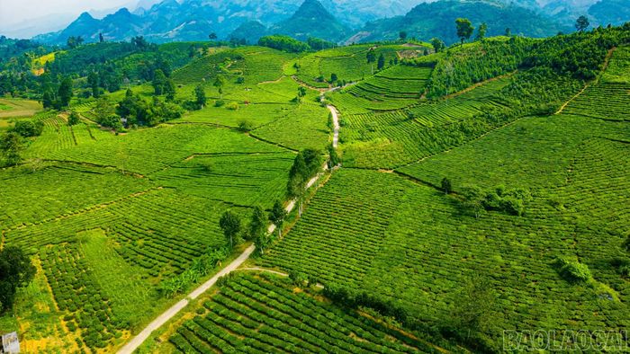 Vùng chè Lào Cai được rà soát, quản lý theo hướng tập trung, an toàn, đáp ứng yêu cầu về chất lượng và truy xuất nguồn gốc.