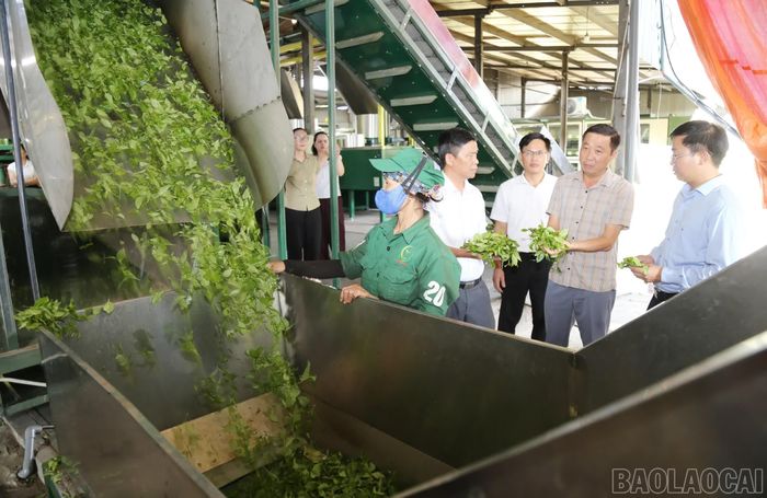 Các doanh nghiệp, hợp tác xã được khuyến khích tăng cường liên kết sản xuất, chế biến và tiêu thụ, hướng tới các thị trường xuất khẩu có yêu cầu cao.