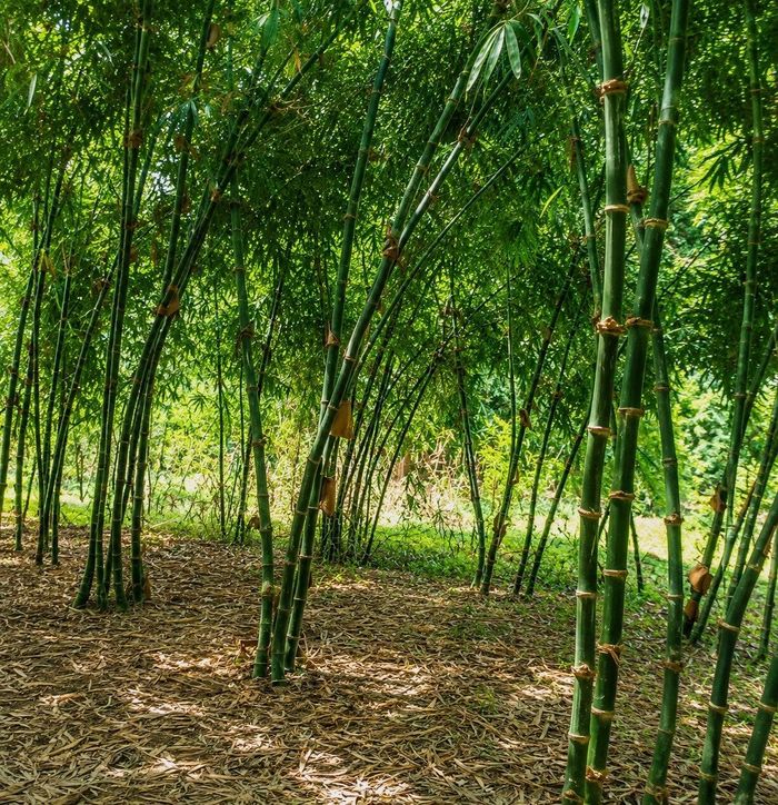 Vườn tre của chị Bùi Thị Nhàng ở thôn Hải Thủy