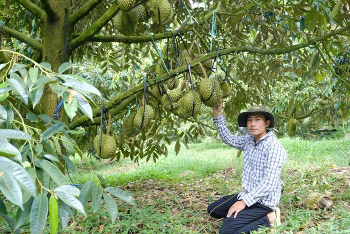 Sầu riêng Lâm Đồng bước vào cuộc đua chuẩn hóa