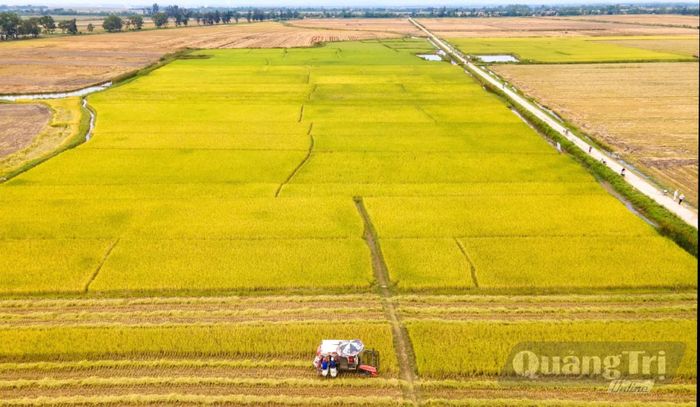 Chính sách hỗ trợ dồn điền đổi thửa, tích tụ ruộng đất theo Nghị quyết số 12 kỳ vọng sẽ xóa bỏ những diện tích đất sản xuất manh mún, nhỏ lẻ để hình thành cánh đồng lớn - Ảnh: M.L