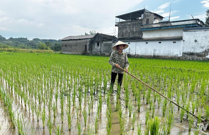 Người dân xã Định Hóa chăm sóc lúa vụ mùa, chủ động theo dõi sâu bệnh để bảo đảm cây lúa sinh trưởng, phát triển tốt.