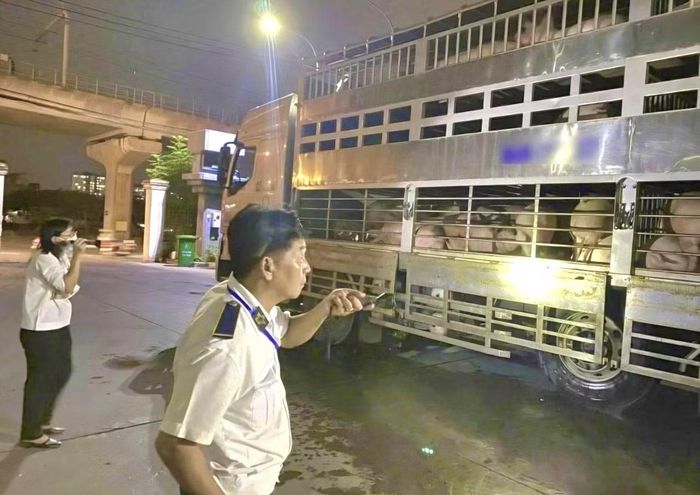 Cơ quan thú y phối hợp với Cảnh sát giao Công an TP Hồ Chí Minh kiểm tra, phát hiện xe chở lợn dương tính với chất cấm.