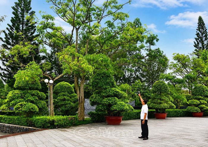 Một trong 13 cây hoa sữa sẽ được di dời, thay thế bằng cây sưa đỏ.