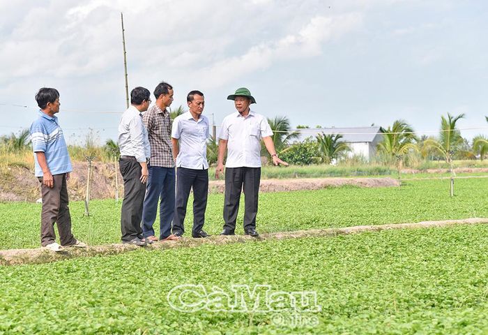 Đoàn giám sát cũng tham quan mô hình trồng rau má và định hướng sản xuất rau má sạch, đạt chuẩn VietGAP của người dân ấp Vĩnh Đông.