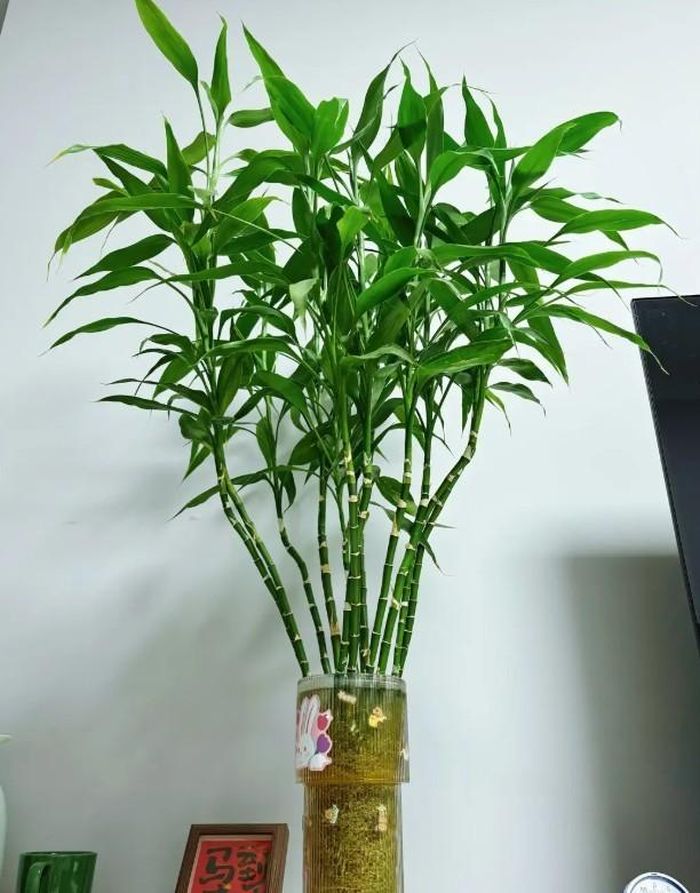 Cây bị thối rễ thường có biểu hiện rễ chuyển nâu hoặc đen, mềm nhũn.