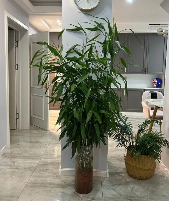Theo kinh nghiệm chăm cây, vàng lá thường là dấu hiệu cho thấy trúc phú quý đang gặp vấn đề về nước, ánh sáng, dinh dưỡng hoặc bộ rễ.