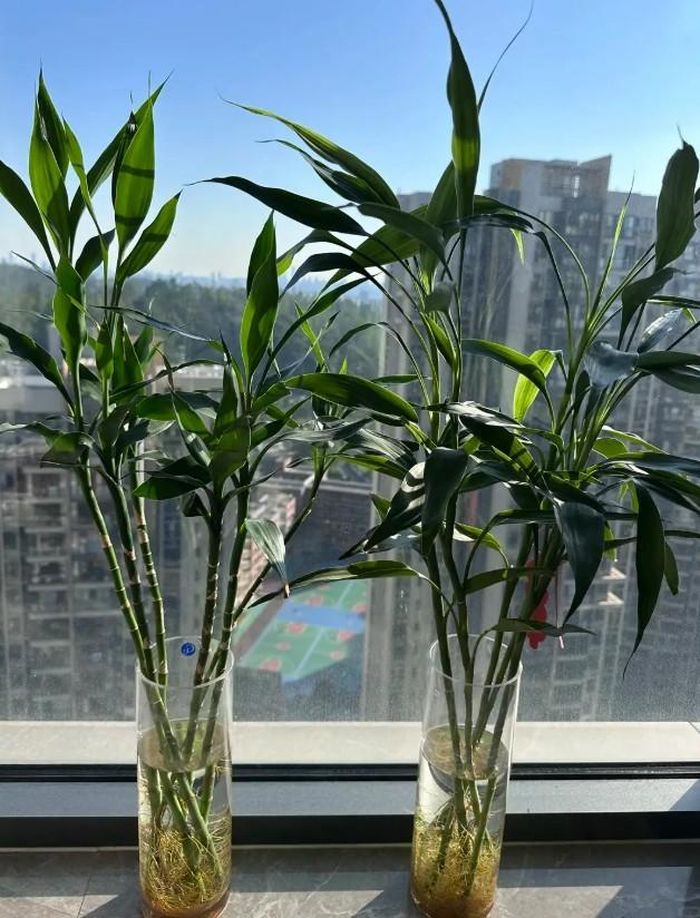 Nếu muốn bổ sung dưỡng chất, nên ưu tiên các loại dung dịch dinh dưỡng được sản xuất dành riêng cho cây thủy sinh.