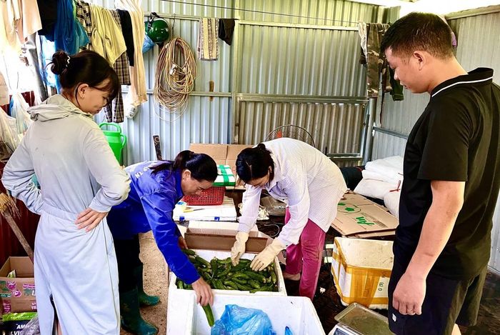  Chị La Thị Huyền, xóm Nà Mạ, xã Trường Hà cẩn thận đóng hàng dưa chuột bao tử để gửi đến khách đặt mua. Ảnh Quốc Sơn 