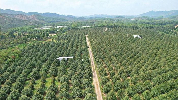 Việc siết chặt quản lý mã số vùng trồng và mã số cơ sở đóng gói có ý nghĩa quan trọng đối với hoạt động sản xuất, tiêu thụ và xuất khẩu nông sản