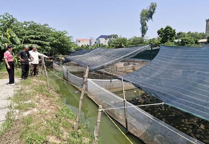 Mô hình nuôi ếch thương phẩm của ông Nguyễn Hồng Hải đang mở ra hướng phát triển kinh tế mới ở địa phương và vùng phụ cận. Ảnh: PV