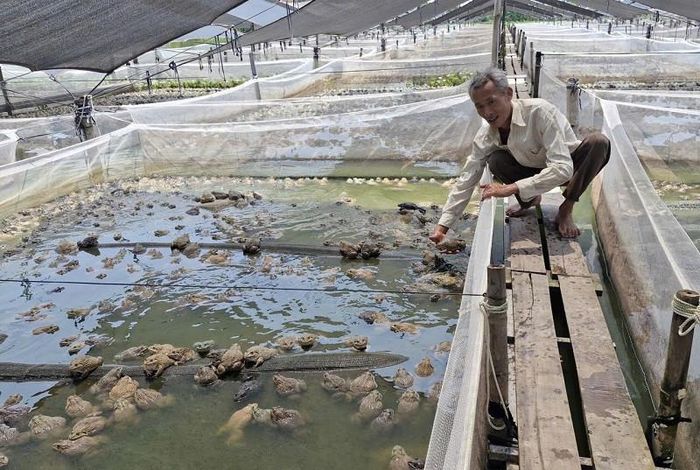 Các lồng nuôi ếch được ông Hải bố trí bài bản, khoa học, tạo thuận lợi trong chăm sóc, nâng cao hiệu quả kinh tế. Ảnh: PV