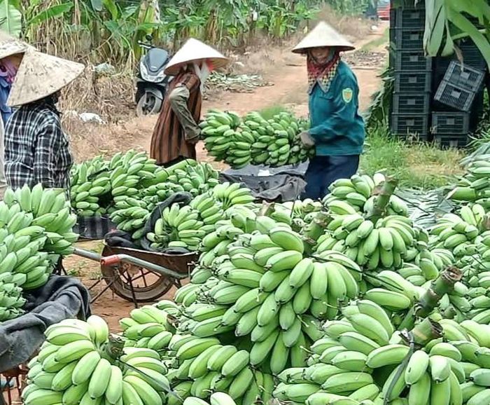 Các mô hình trồng cây ăn quả theo tiêu chuẩn an toàn VietGAP trên địa bàn xã Yên Lãng giúp mang lại thu nhập cao cho nông dân. Ảnh: Trung Nguyên