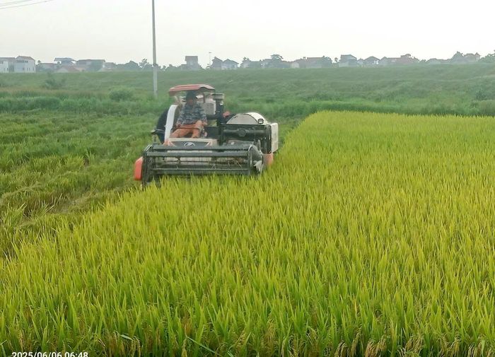 Cơ giới hóa trong sản xuất nông nghiệp giúp nông dân Yên Lãng giảm sức lao động và tiết kiệm chi phí. Ảnh: HND