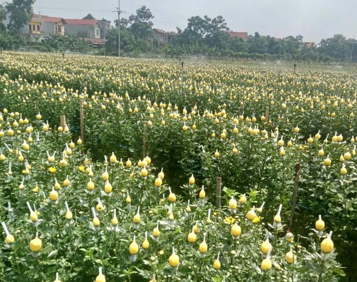 Những cánh đồng trồng lúa, trồng hoa trải rộng ở Yên Lãng trở thành nguồn cung nông sản cho thị trường Thủ đô. Ảnh: HND