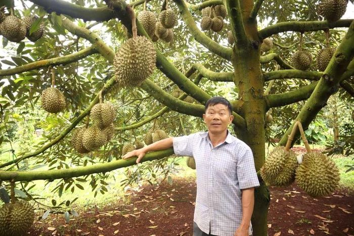 Đơn giản hoá thủ tục cấp mã số vùng trồng tạo thuận lợi cho nông dân hợp tác xã và doanh nghiệp. Ảnh: Chí Long 