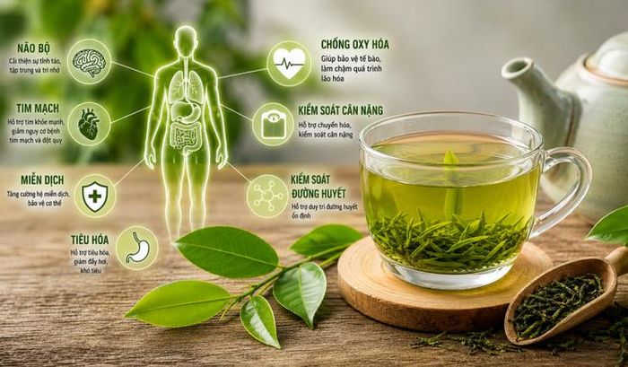 Uống trà xanh mỗi ngày có thể mang lại nhiều lợi ích cho tim mạch, não bộ, kiểm soát đường huyết và hỗ trợ quá trình lão hóa khỏe mạnh. Ảnh AI.