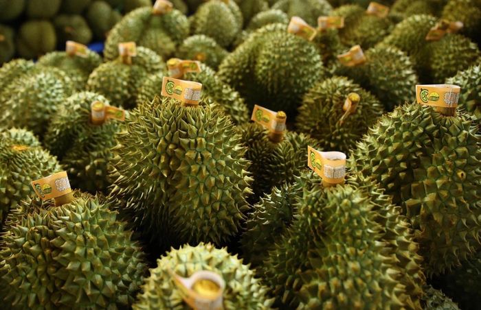  Sầu riêng đóng góp lớn vào kim ngạch xuất khẩu rau quả Việt Nam sang Trung Quốc. Ảnh: Phạm Ngôn.