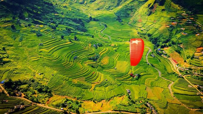Du khách sẽ có cơ hội thu vào tầm mắt sắc vàng của những thửa ruộng bậc thang giữa núi rừng Tú Lệ. Ảnh: T.L