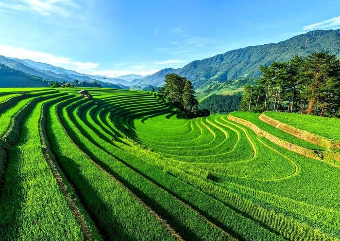 "Móng ngựa" xã Mồ Dề, điểm ngắm lúa đẹp nhất Mù Cang Chải lúa xanh mướt vào tháng 8