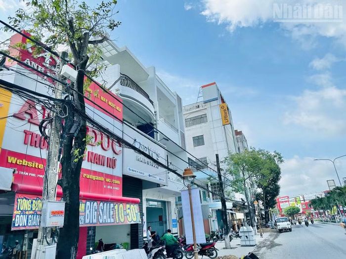 Nhiều cây xanh 30-40 năm tuổi tại đường Trần Phú (phường Bạc Liêu), bị cắt cụt ngọn, trơ gốc, nguy cơ chết rất cao. (Ảnh: TRỌNG DUY)